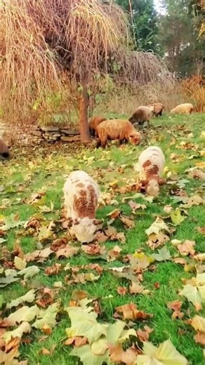 #beautifulnature #animal #foryou #beautiful #fypシ #foryoupage #naturelover #fyp #nature #healing #goats