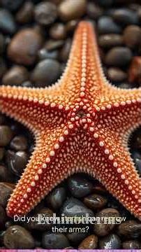"All About the fascinating world of Echinoderms: Starfish,