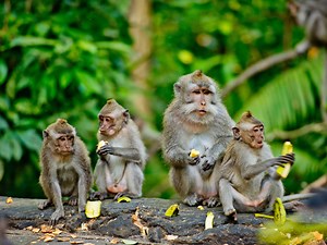Did you know that there are 4,000 wild monkeys living alone on an island in South Carolina?