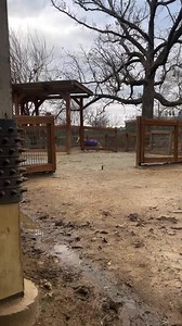 13K views · 147 reactions | Get ready to trot into International Hoof...