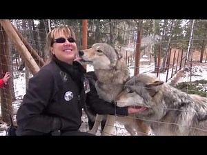 Explore Colorado: Colorado Wolf and Wildlife Center