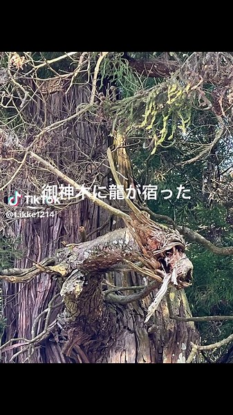 神木に龍が姿を現した - 高岡神社の神秘