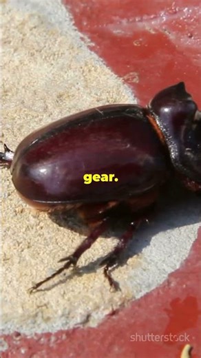 The Real Life Giant Beetle 😳Goliath!!