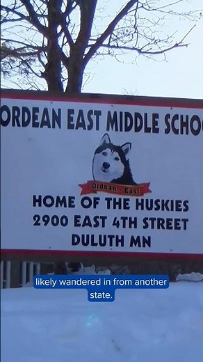 Mountain Lion in Duluth