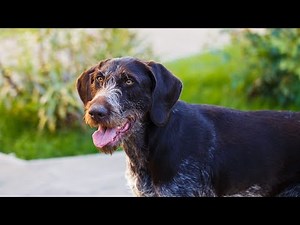 German Wirehaired Pointer: The Ultimate Hunting Dog