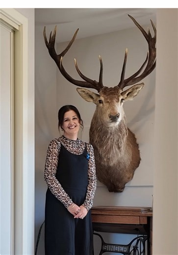 Discovering the Beauty of Stags in Taxidermy