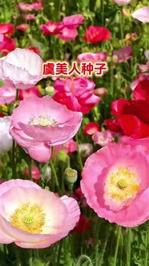 春天到了，又到了种植虞美人的季节了，它是一种非常美丽的花卉，适合种在庭院里
