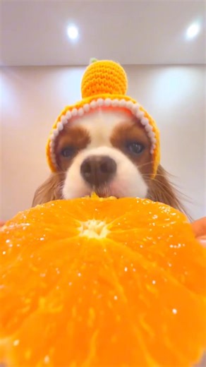 How beautiful is this video..! #rubycavalierkingcharlesspaniel ❤️❤️ | Ruby Cavalier King Charles Spaniel Owners