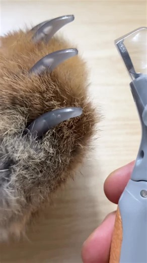 Pawthantics on Instagram: "Never struggle to trim your pets nails again with the LED light allowing you to see exactly where the quick is 🐾 and the Magnifying Glass makes it safe and easy to trim your pets nails cat or dog ❤️🐶 Link in bio for yours 🌸 #musthave #petlover #dog #pet #petcare #cat #petmusthaves"