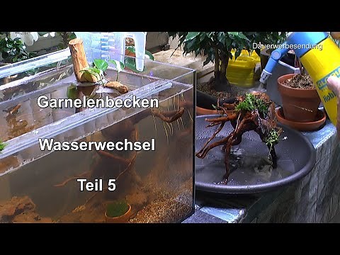 Aquarium Neustart Teil 5 für Garnelen. Erster Wasserwechsel und Wurzeln säubern mit Osmosewasser