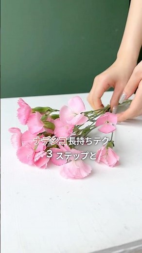 ＼プロは茎の”ここ”を切る！／ナデシコのお手入れ方法と飾り方をご紹介✨ #ナデシコ #花のお手入れ #生花