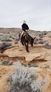 Dally almost handled it… | TS MULES - Ty & Skye Evans Mulemanship Clinics