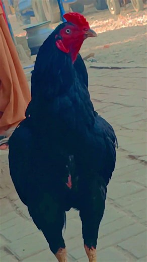 black javaa black diamond #dreamtrackai #aseelmurga #whowillbemylifepartnerta #murga