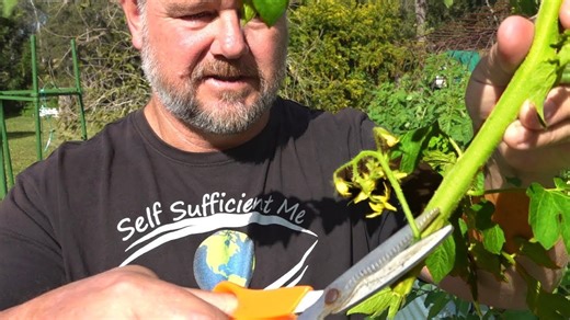 How to save a broken tomato plant: Easy propagation & recovery tips!