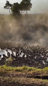 The Serengeti Wildebeest Migration is an annual, circular movement of over a million wildebeest, along with zebras and gazelles, across the Serengeti ecosystem in search of fresh grazing and water. This natural spectacle is driven by the seasonal rains and is a year-round event, with specific times and locations offering unique viewing opportunities. Get ready for the ultimate genuine safari experience in the Serengeti and beyond. STAY CONNECTED IN THE BUSH! Get in touch with our Tanzania travel