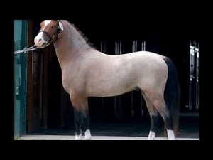 Sect. A Welsh Mountain Pony Stallion - Cherubs Casanova "Squishy"