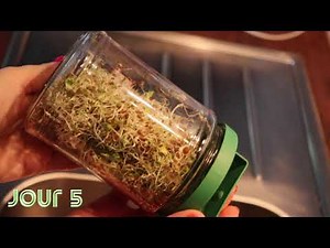 Comment faire germer ses graines ?