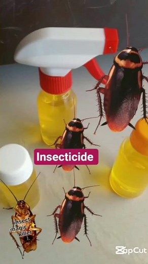 Best Insecticide Recipe for cockroach & bed bugs