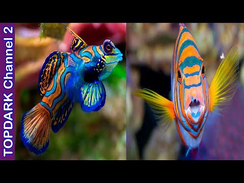 10 Peces mas hermosos y coloridos del mundo