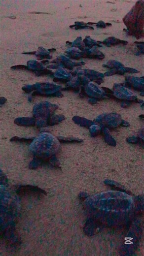 Baby Sea Turtles Crawling to the Ocean | Relaxing Nature Sound