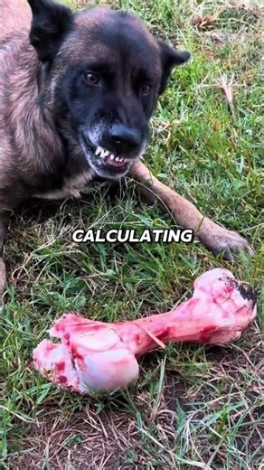 Belgian Malinois: The Ultimate Military Dog