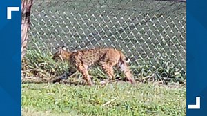Cedar Hill residents spot bobcats and coyotes