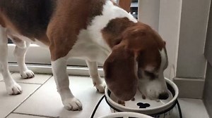 19K views · 690 reactions | Louie got sick , he ate some cat poop on our last trip and he got some nasty bacteria for free 樂. So now he needs medication so i just give him some dry kibble and add the meds. He eats really slow , makes funny faces when he tastes something weird and he will spit the meds right back out!!  Anyone else having trouble feeding their dog meds? It's like they know it's meds haha . ❤Louie & Marie❤ | Louie the Beagle | Facebook