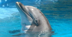 Humor In Animals: The Species That Can Laugh