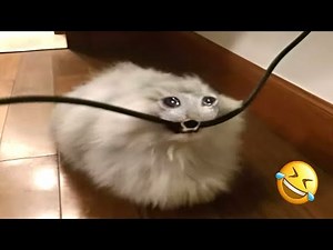 Cats Try Not To Laugh 30