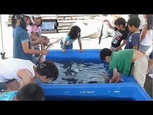 塩屋漁港祭り2012-0616