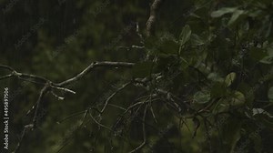 Rainfall in the tropical jungle of the Amazon rainforest - raindrops hitting leaves and tree branches in slow motion
