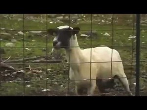 Screaming Sheep 10 HOURS