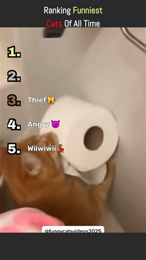 Ranking The Funniest Cat Moments - Tik Tok Funny Clips