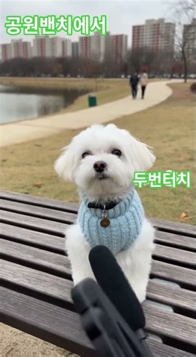 A Maltese who was kicked out of his home... The interview is so honest 🤣