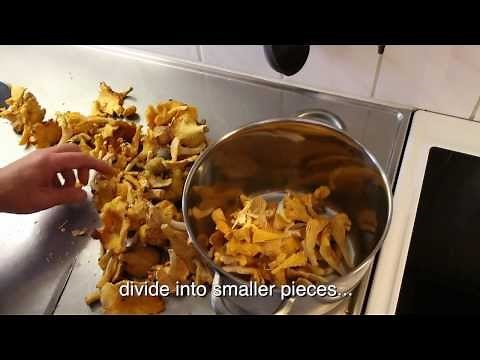 How to cook chanterelles! Lets follow "The Chanterelle King".