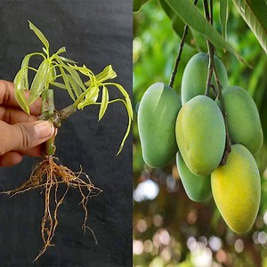 63K views · 4K reactions | Mango Tree Growing | Technique Skill Propagation Mango Tree With Eggplant Fruit | Rana Craft | Facebook