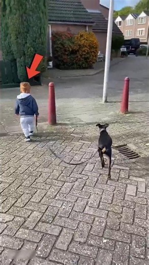 Anjing ini menyelesaikan MASALAH, gak masuk akal!#shortsvideo