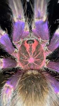 ULTRA RARE TARANTULA!!!