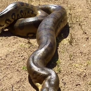 The most authentic Anaconda experience. #snake | Snake Doctor