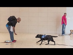 Southeastern Guide Dogs helps veterans get past PTSD