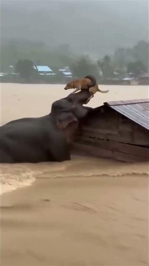 A compassionate elephant rescue a dog from flooding #animalrescue