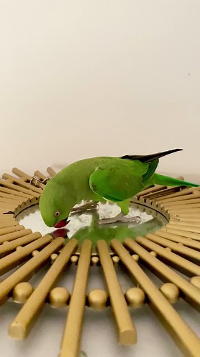 Discover Beautiful Talking Parrots and Their Sounds