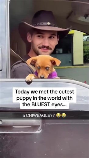 This is the funniest dog I’ve ever seen in a car #dog #dogsofttiktok #doglover #funny #funnyvideos😂 #foryoupage #fypagee #fyp #funnydog #funnytiktoks