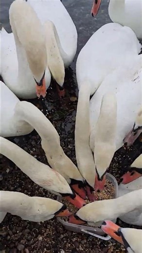 Feeding Frenzy! Hungry Swans Go Wild 🦢💪
