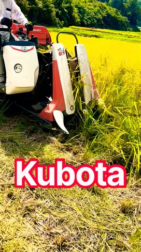 Kubota ER215クボタの2条15馬力コンバインで刈り取り🏃‍♂️#kubota #harvester #harvesters #コンバイン #combine #農業 #農家 #割倒#割稲