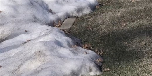 Looking out for snow mold as snow finally melts off