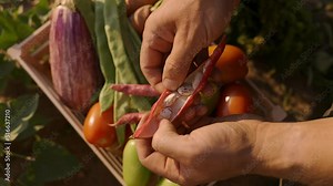 Farmer in agriculture examining local organic crops in the garden. Colored vegetables in a box.