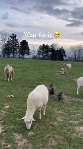 Another new baby and another demonstration of correct LGD behavior. Slug stays close by laboring mamas and new babies but does NOT help clean babies! There’s no need for this. Mamas do a fine job cleaning babies themselves and our dogs know this. Dogs licking new babies or mamas behind to help clean them can cause interference with bonding and leave sores on the sheep if overdone. After a couple hours if there is afterbirth mama didn’t eat then the dogs will clean it up so predators won’t smell 