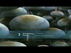 MONSTER THX Logo Horror Variant Edition Epic TV