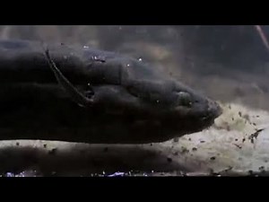 The Lung Fish | Nile | BBC Earth